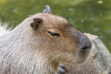 Capybara (Hydrochoerus hydrochaeris) Güney Amerika 'da yaşayan dev bir mağara kemirgenidir..