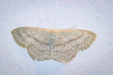 Geceleri ev duvarında yaygın bronz dalga güvesi (Pleuroprucha insulsaria)