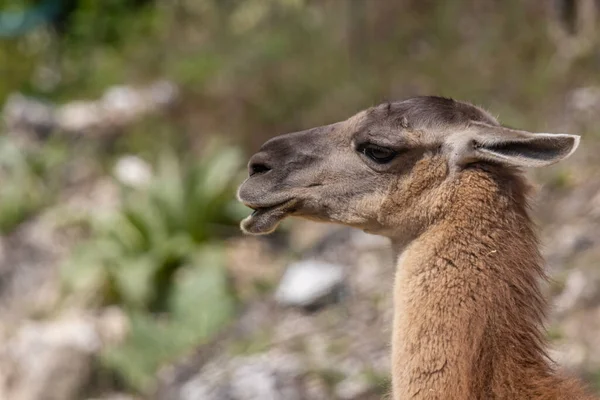 Guanaco Lama Guanicoe Camelid Native South America — Stock Photo, Image