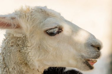 Beyaz renkli lama (Lama gma) yakın plan portresi