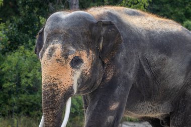 Asya ya da Asya fili (Elephas maximus) alnında ve kulaklarında pembemsi deri ile
