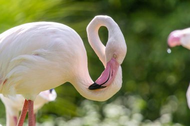 Büyük flamingo (Phoenicopterus roseus) yakın plan portresi