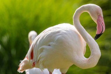 Büyük flamingo (Phoenicopterus roseus) yakın plan portresi