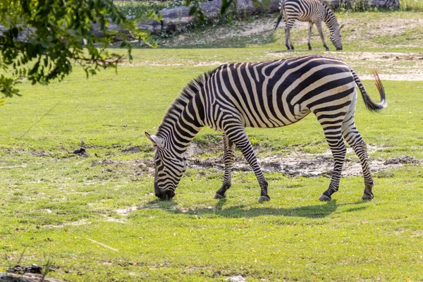 Una Zebra Sottogenere Hippotigris Pascola Nel Campo — Foto Stock