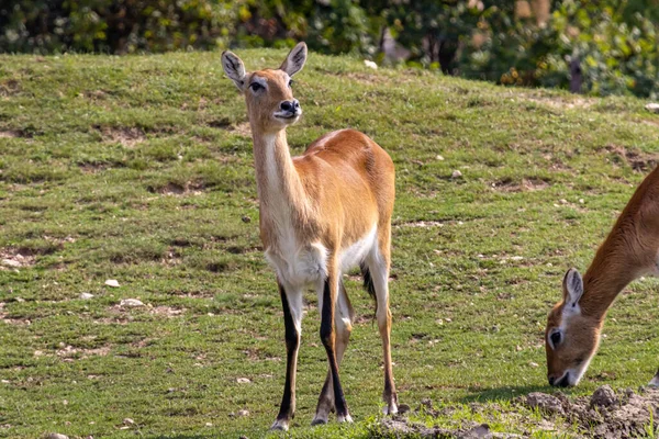 Impala Aepyceros Melampus Encuentra Campo —  Fotos de Stock