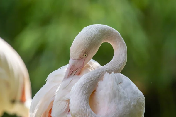 Greater Flamingo Phoenicopterus Roseus Close Portrait — Stok Foto