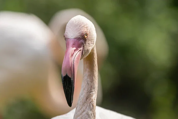 大火烈鸟 Phoenicopterus Roseus — 图库照片