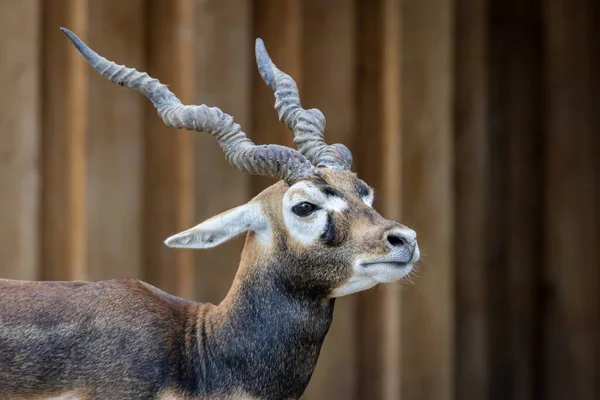 Retrato Masculino Blackbuck Antílope Indio Antilope Cervicapra —  Fotos de Stock