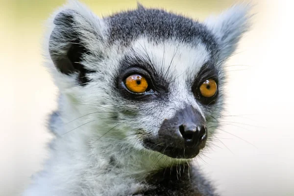 环尾狐猴 Lemur Catta 的近照 — 图库照片