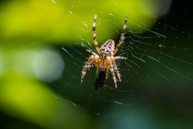 Örümcek ağında yemek yiyen Avrupa bahçe örümceği (Araneus diadematus)