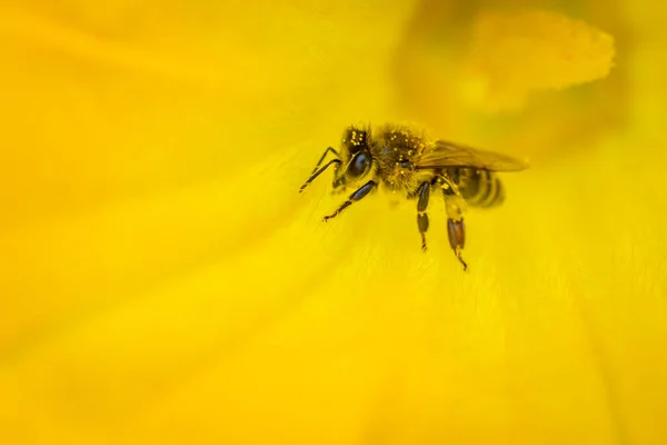 Western honey bee or European honey bee (Apis mellifera) in a yellow flower