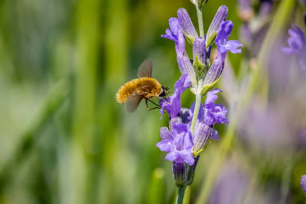 Large bee-fly (Bombylius major) feeding on Lavender