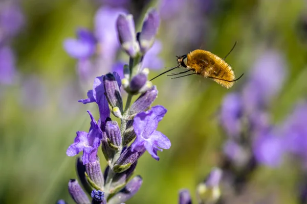 Large bee-fly (Bombylius major) feeding on Lavender