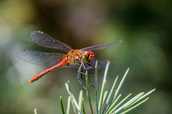 Vagrant Darter Sympetrum Vulgatum Dragonfly Sitting Pine Tree — Stock Photo, Image