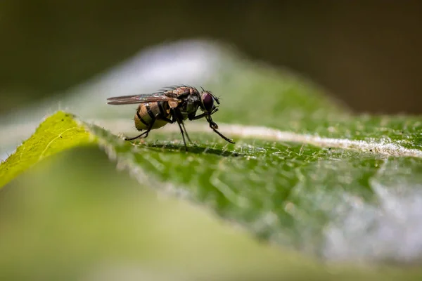 Petite Mouche Non Identifiée Assise Sur Une Feuille Dans Les — Photo