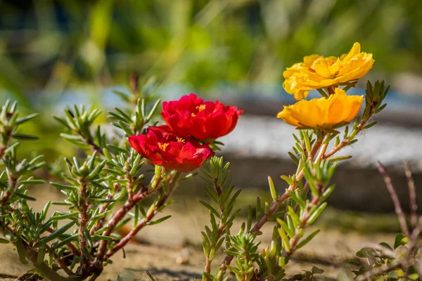 Rosa Vermelha Amarela Musgo Rocha Rosa Portulaca Grandiflora Jardim — Fotografia de Stock