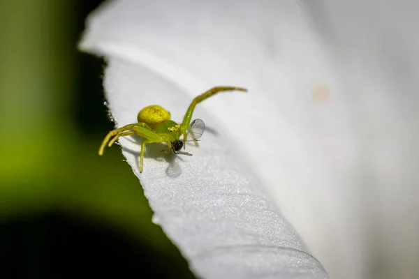 Petite Araignée Fleurs Vertes Misumena Vatia Nourrissant Une Mauvaise Herbe — Photo