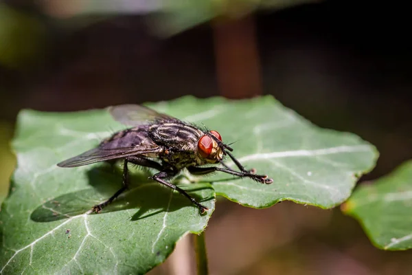 Mouche Charnue Sarcophaga Carnaria Assise Sur Une Feuille Lierre Dans — Photo