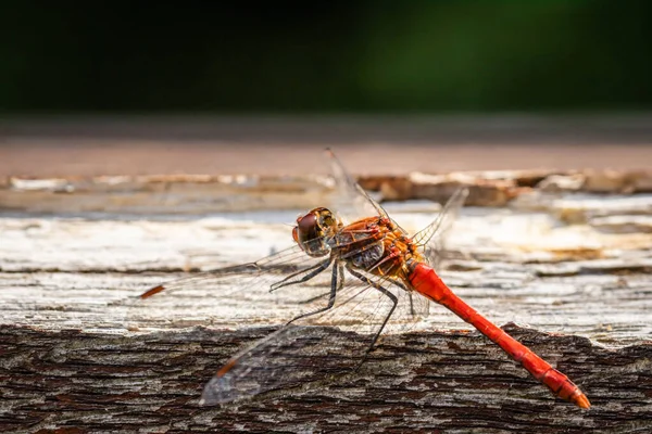 Vagrant Darter Sympetrum Vulgatum Dragonfly Outdoor Wooden Desk — Stock Photo, Image