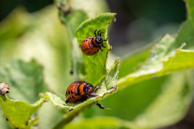 Colorado patates böceği (Leptinotarsa decemlineata) bahçede patates yaprağı üzerinde larva