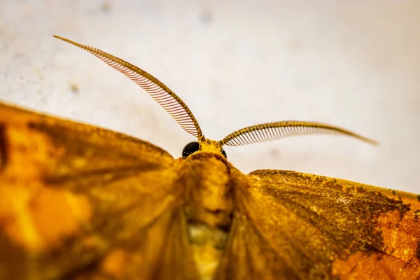 Orange Moth Angerona Prunaria Macro Wall Night — Stock Photo, Image