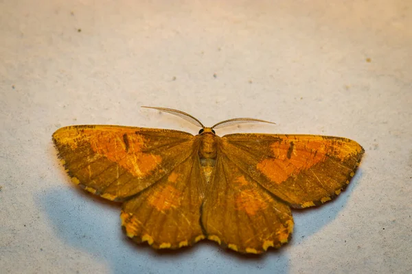 Geceleri duvarda turuncu güve (Angerona prunaria) makrosu