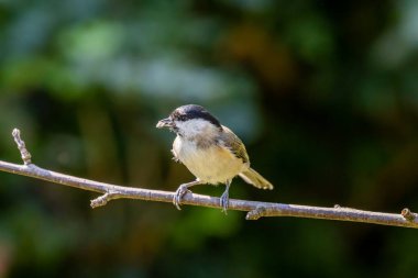 Marsh tit (Poecile palustris) on a twig with a sunflower seed