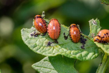 Colorado patates böceği (Leptinotarsa decemlineata)