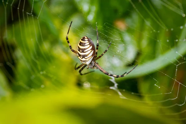 Vespa Aranha Argiope Bruennichi Teia Aranha Prado — Fotografia de Stock