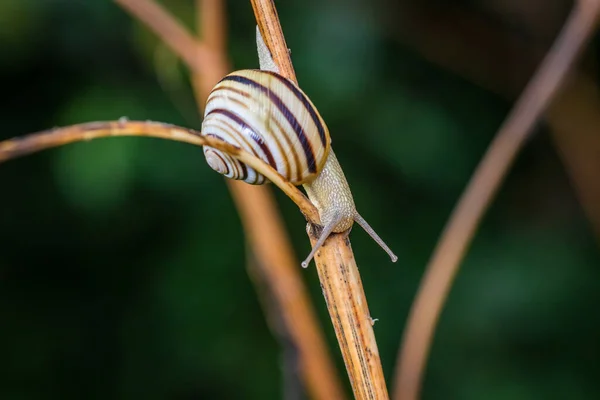 Pannon Csiga Caucasotachea Vindobonensis Amely Gyomszáron Mászik — Stock Fotó