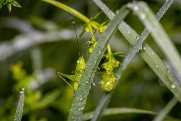 Une Jolie Petite Sauterelle Verte Matin Dans Herbe Rosée — Photo