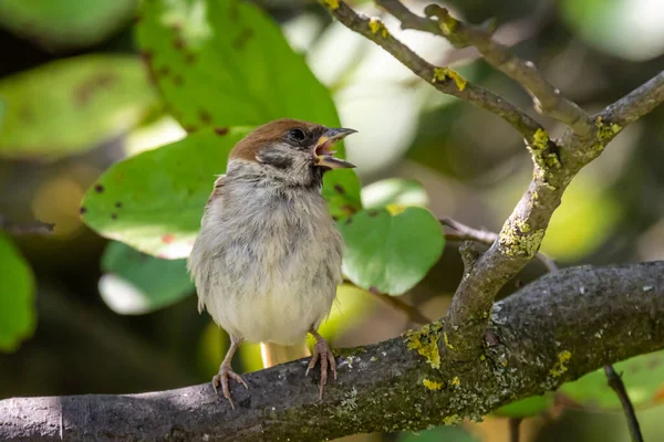 Eurasian Tree Sparrow Passer Montanus Synger Epletre Hagen – stockfoto