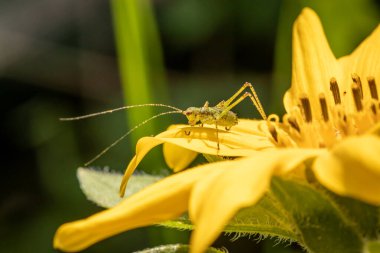 Benekli çalı-cırcır böceği (Leptophyes punctatissima) bahçede ayçiçeği üzerine