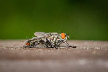 Ev sineği (Musca domestica) makro fotoğrafı kapat