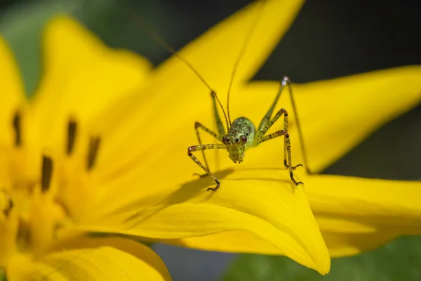 얼룩무늬 귀뚜라미 Leptophyes Cuntatissima 정원에 해바라기 — 스톡 사진