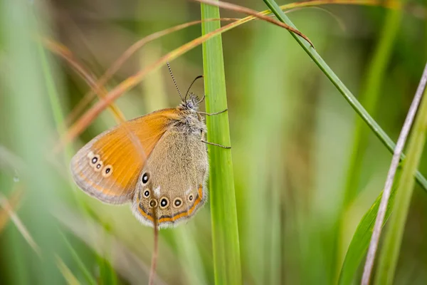 Faux Papillon Annelet Coenonympha Oedippus Dans Prairie — Photo