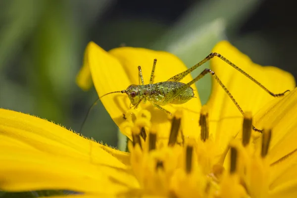 Speckled Bush Cricket Leptophyes Punctatissima Sunflower Garden — Stock Photo, Image