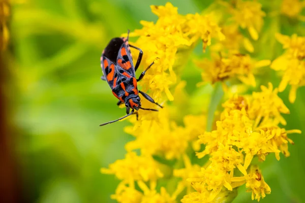 초원에 야생화 검붉은 Spilostethus Saxatilis — 스톡 사진