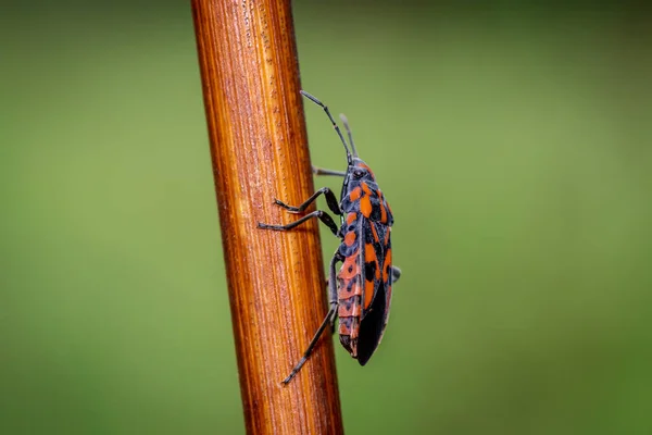 Poisson Rouge Noir Spilostethus Saxatilis Dans Prairie — Photo