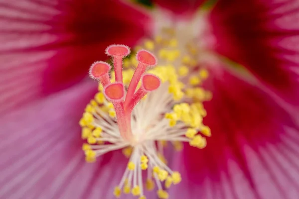 Rosa Malva Hibisco Tropical Pistil Macro Foto — Fotografia de Stock