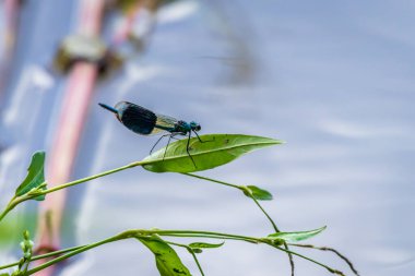 Bantlı matmazel (Calopteryx ihtişamlı) Drava nehrinin kıyısında bir yaprağın üzerinde dinleniyor.