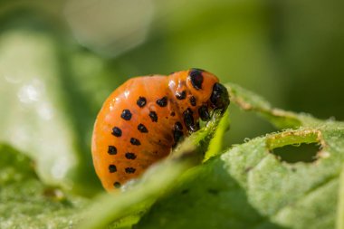 Colorado patates böceği (Leptinotarsa decemlineata) bahçede patates yaprağı üzerinde larva