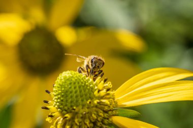 Tuna-Drava Ulusal Parkı 'ndaki Drava nehrinin kıyısında (Duna-Drava Milli Parkı) bir yaprak üzerinde yaygın et sineği (Sarcophaga carnaria).