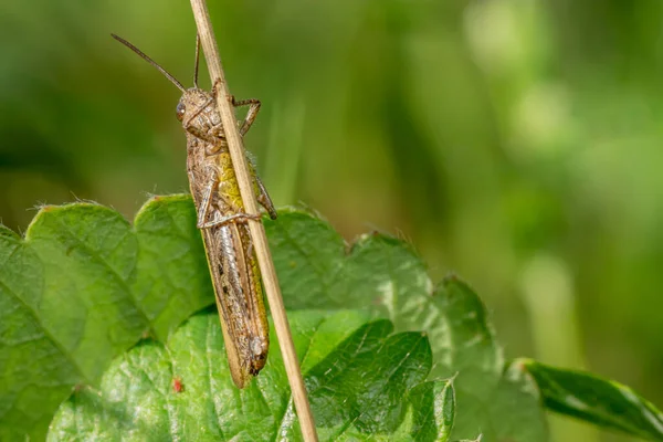 Close Macro Locust Stenobothrus Eurasius Picture Taken Grass — Stock Photo, Image