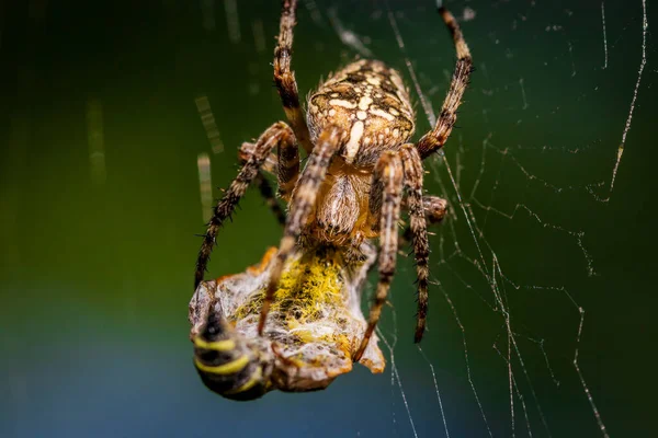 Vanlig Köttfluga Sarcophaga Carnaria Ett Löv Vid Floden Drava Donau — Stockfoto