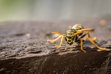 Avrupa kağıt eşekarısı (Polistes dominula) ahşap bir korkulukta oturur