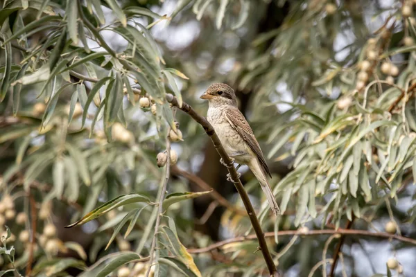 Pie Grièche Dos Rouge Lanius Collurio Assise Sur Arbre Lac — Photo