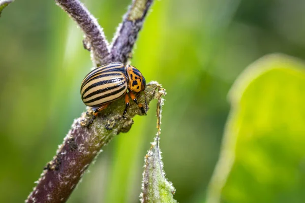 Escarabajo Patata Colorado Leptinotarsa Decemlineata Jardín — Foto de Stock