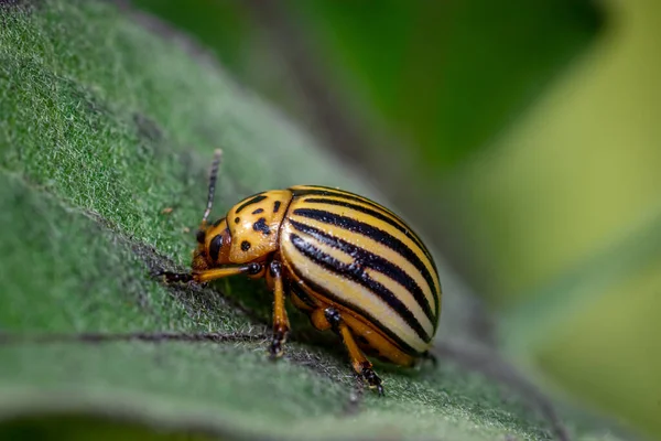 Escarabajo Patata Colorado Leptinotarsa Decemlineata Jardín — Foto de Stock