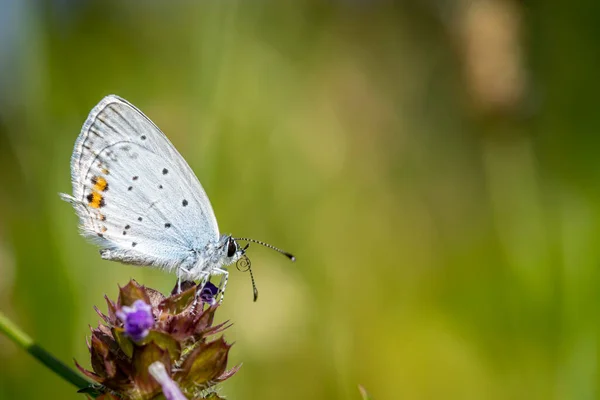 Short Tailed Blue Tailed Cupid Cupido Argiades Flower Meadow — Stock Photo, Image